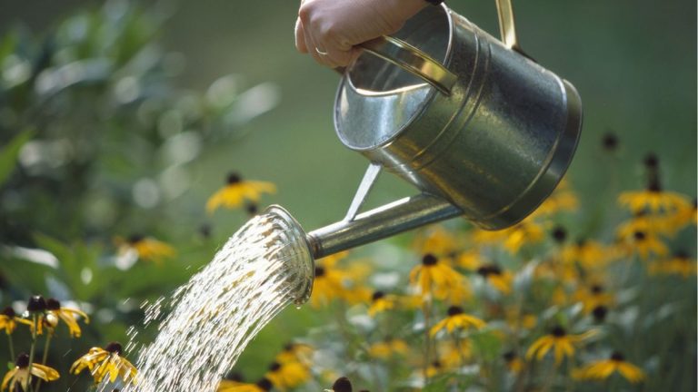 Peut-on arroser les plantes avec de l'eau de vaisselle ? Les experts recommandent de prendre quelques précautions avant de l'utiliser dans votre jardin