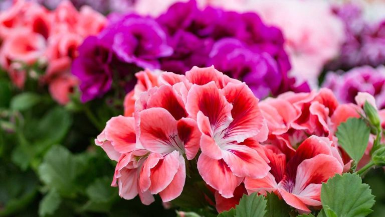 Comment fertiliser les géraniums – conseils de pro pour des fleurs épanouies