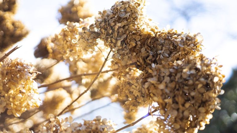 5 plantes que vous ne devriez jamais couper – les experts disent qu’il est plus bénéfique de laisser ces fleurs fanées tranquilles