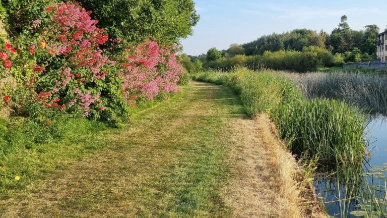 Les plantes de fossé sont des plantes vivaces invincibles que chaque jardinier peut cultiver – pour une plantation résistante à la sécheresse et aux inondations