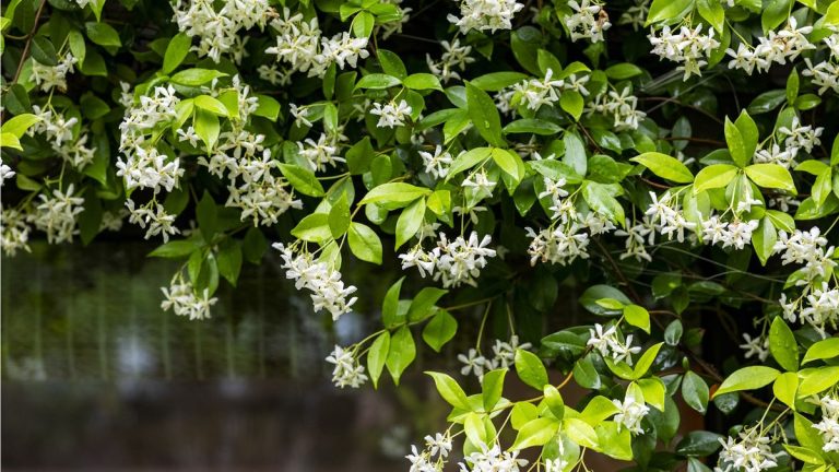 Comment cultiver et entretenir le jasmin étoilé – 5 conseils d’experts pour prolonger la floraison de cette plante grimpante parfumée Comment cultiver et entretenir le jasmin étoilé – 5 conseils d’experts pour prolonger la floraison de cette plante grimpante parfumée