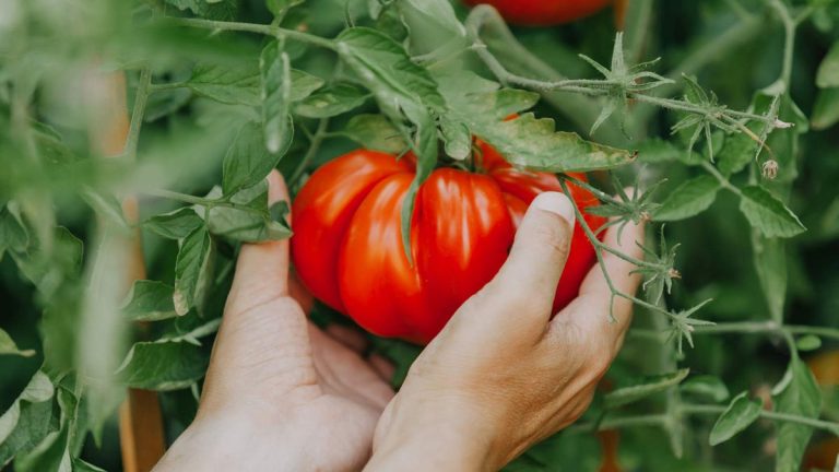Comment faire pousser des tomates plus grosses en perfectionnant vos habitudes d’alimentation et de taille Comment faire pousser des tomates plus grosses en perfectionnant vos habitudes d'alimentation et de taille