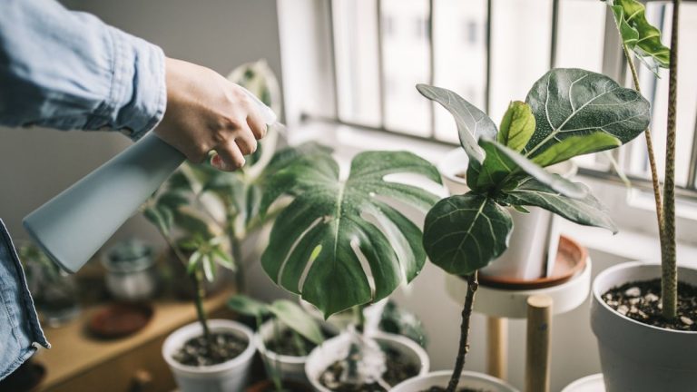 Comment se débarrasser des pucerons sur les plantes d’intérieur – 4 méthodes naturelles Comment se débarrasser des pucerons sur les plantes d’intérieur – 4 méthodes naturelles