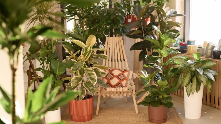 Ce que j’ai appris d’une infestation de moucherons des plantes d’intérieur – et 5 choses que je fais maintenant pour éloigner les parasites de mes plantes d’intérieur Ce que j’ai appris d’une infestation de moucherons des plantes d’intérieur – et 5 choses que je fais maintenant pour éloigner les parasites de mes plantes d’intérieur