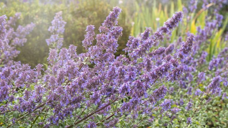 Comment faire pousser de l’herbe à chat – conseils d’expert pour cette plante vivace parfumée Comment faire pousser de l’herbe à chat – conseils d’expert pour cette plante vivace parfumée