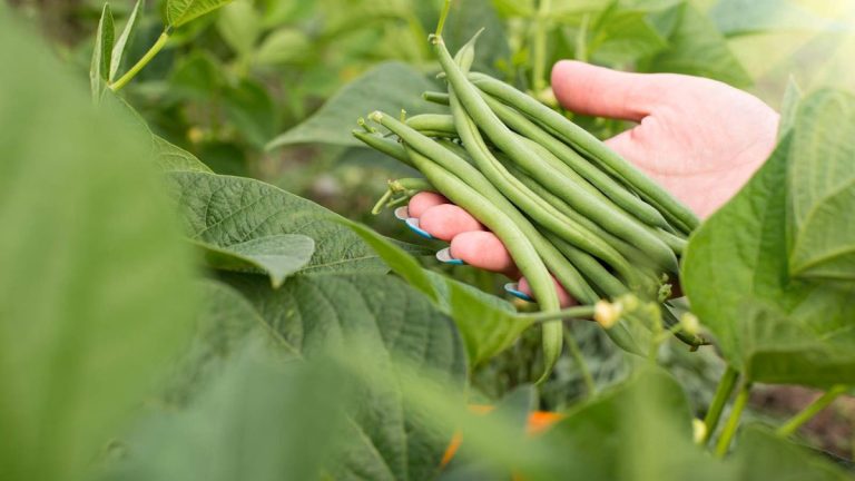 Pourquoi mes plants de haricots jaunissent-ils ? Les coupables les plus courants révélés et les remèdes d’experts pour des cultures saines Pourquoi mes plants de haricots jaunissent-ils ? Les coupables les plus courants révélés et les remèdes d'experts pour des cultures saines