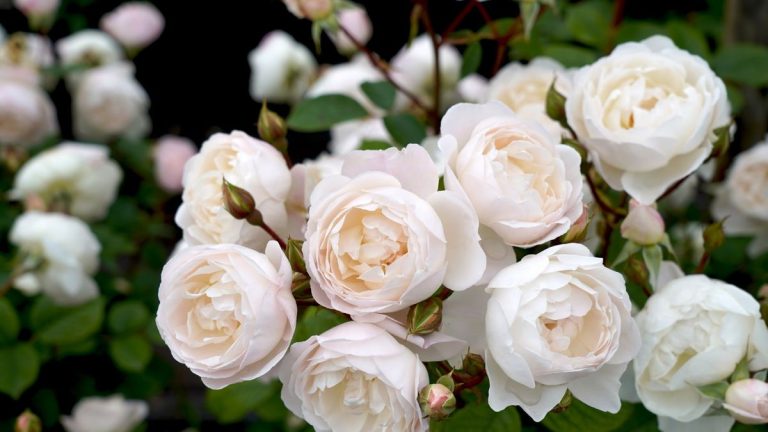 Les rosiers peuvent-ils pousser à l’ombre ? Les experts se demandent si cette plante à fleurs classique peut tolérer les situations ombragées Les rosiers peuvent-ils pousser à l'ombre ? Les experts se demandent si cette plante à fleurs classique peut tolérer les situations ombragées
