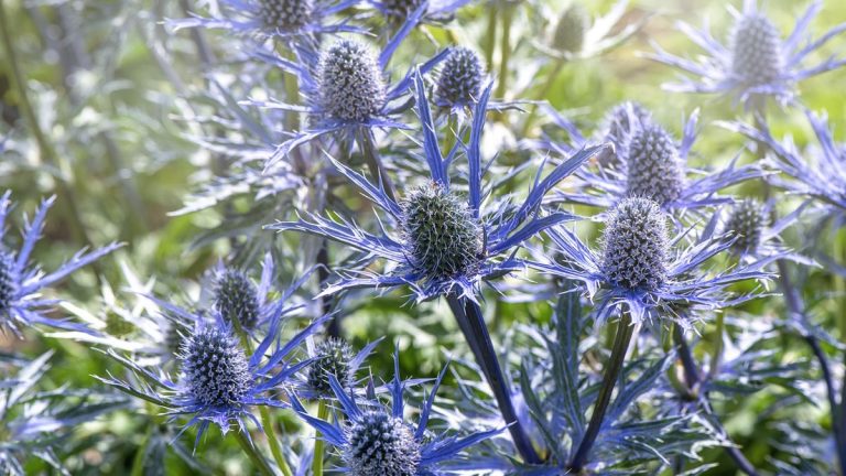 Comment cultiver et entretenir les eryngiums – 3 conseils d’experts pour ces fleurs d’été sculpturales et résistantes à la sécheresse Comment cultiver et entretenir les eryngiums – 3 conseils d’experts pour ces fleurs d’été sculpturales et résistantes à la sécheresse