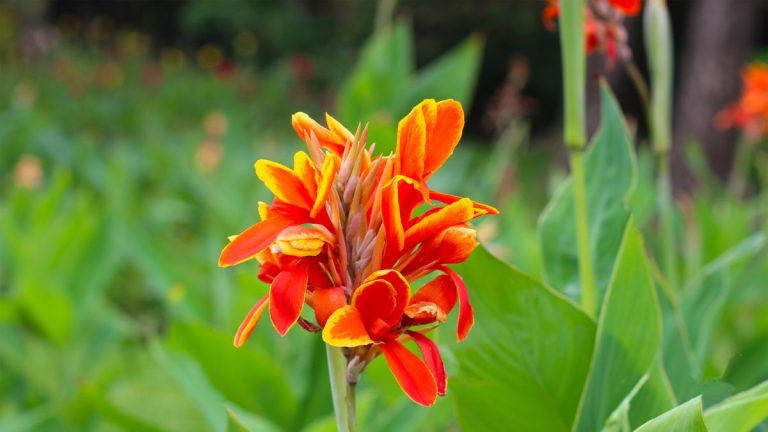 7 plantes à fertiliser en juillet – conseils d’experts pour des plantes en bonne santé et une floraison abondante tout au long de l’été 7 plantes à fertiliser en juillet – conseils d’experts pour des plantes en bonne santé et une floraison abondante tout au long de l’été