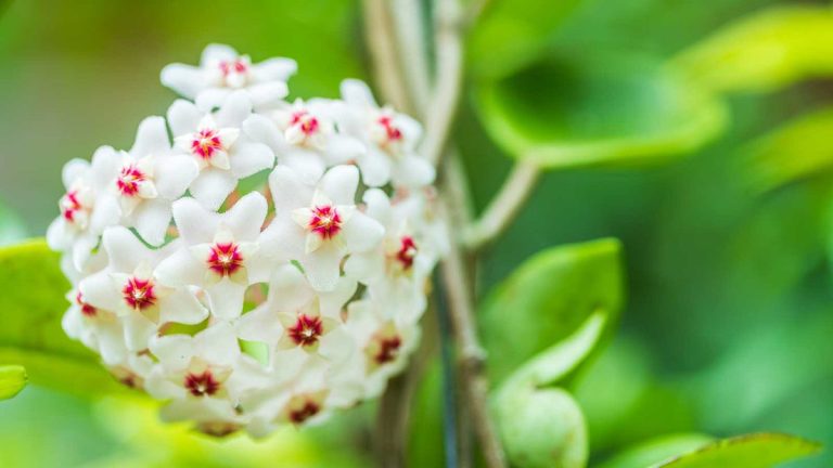 Pourquoi mon hoya ne fleurit-il pas ? Conseils de pro pour favoriser de belles fleurs Pourquoi mon hoya ne fleurit-il pas ? Conseils de pro pour favoriser de belles fleurs