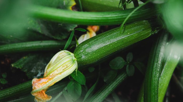 Comment tailler les courgettes – pourquoi cette tâche souvent négligée est essentielle si vous voulez les meilleurs rendements Comment tailler les courgettes – pourquoi cette tâche souvent négligée est essentielle si vous voulez les meilleurs rendements