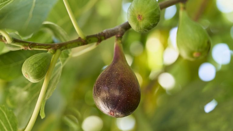 Comment faire fructifier un figuier – 3 conseils d’experts pour une récolte abondante de fruits sucrés Comment faire fructifier un figuier – 3 conseils d’experts pour une récolte abondante de fruits sucrés