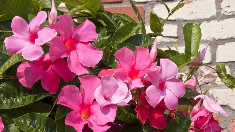 9 plantes grimpantes pour transformer votre maison avec des fleurs sensationnelles 9 plantes grimpantes pour transformer votre maison avec des fleurs sensationnelles