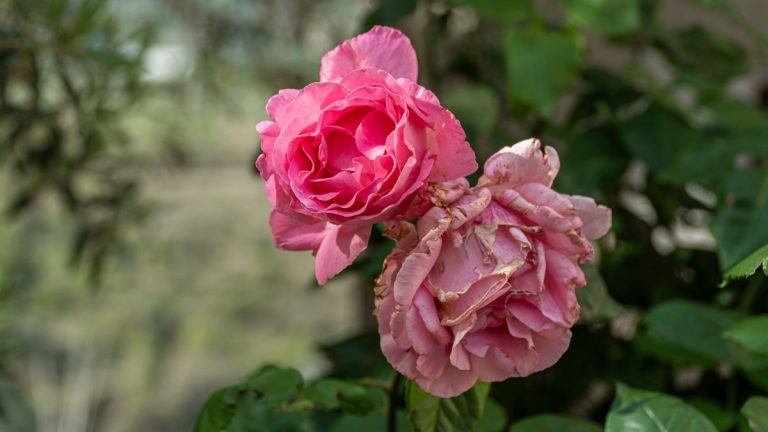 5 signes que vos plantes souffrent de stress thermique – et des conseils d’experts pour les aider à revitaliser 5 signes que vos plantes souffrent de stress thermique – et des conseils d’experts pour les aider à revitaliser