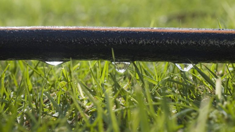 Qu’est-ce qu’un tuyau suintant ? Découvrez comment ces tuyaux offrent un moyen simple et efficace d’hydrater les plantes Qu'est-ce qu'un tuyau suintant ? Découvrez comment ces tuyaux offrent un moyen simple et efficace d'hydrater les plantes
