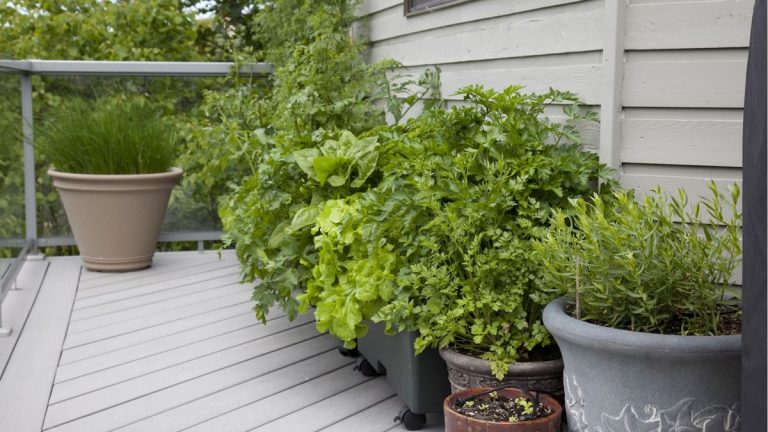 Comment jardiner sur un balcon exposé à l’est – 3 recommandations d’experts en jardinage Comment jardiner sur un balcon exposé à l’est – 3 recommandations d’experts en jardinage