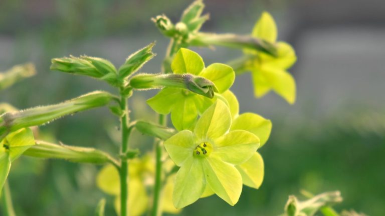 Comment cultiver la nicotiana – 3 conseils d’experts pour des plants de tabac à floraison spectaculaire Comment cultiver la nicotiana – 3 conseils d’experts pour des plants de tabac à floraison spectaculaire