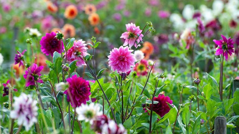 Elles font partie des plantes vivaces les plus difficiles à cultiver, mais nous avons les conseils d’experts dont vous avez besoin pour réussir Elles font partie des plantes vivaces les plus difficiles à cultiver, mais nous avons les conseils d'experts dont vous avez besoin pour réussir
