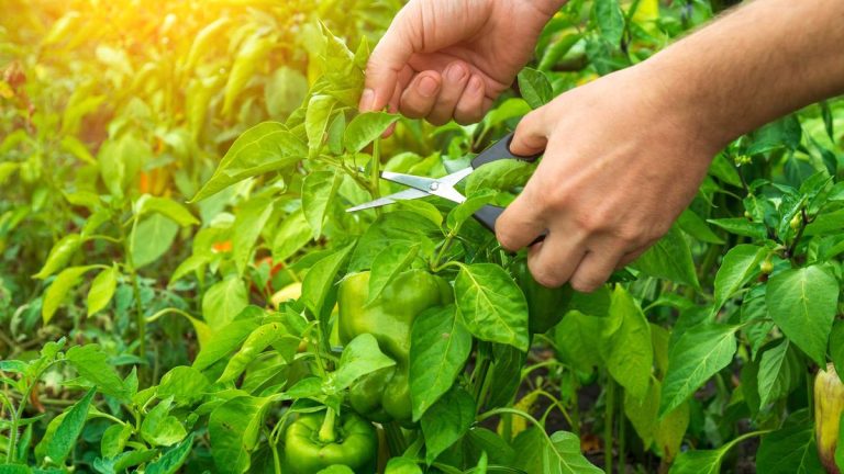 Pourquoi vous devriez tailler les plants de poivrons pour des récoltes plus saines et des rendements plus élevés Pourquoi vous devriez tailler les plants de poivrons pour des récoltes plus saines et des rendements plus élevés