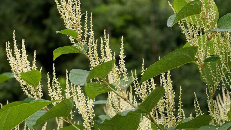 Comment se débarrasser de la renouée du Japon – les experts partagent leurs conseils pour lutter contre cette plante envahissante