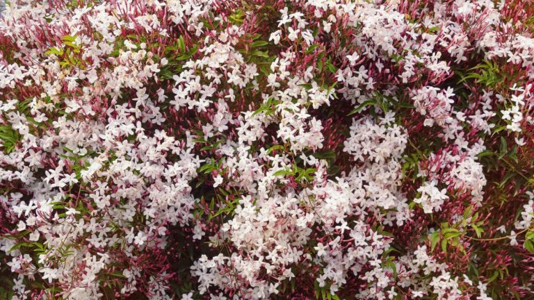 Voici les secrets de la réussite du jasmin – les experts révèlent 3 conseils pour vos plantes grimpantes parfumées