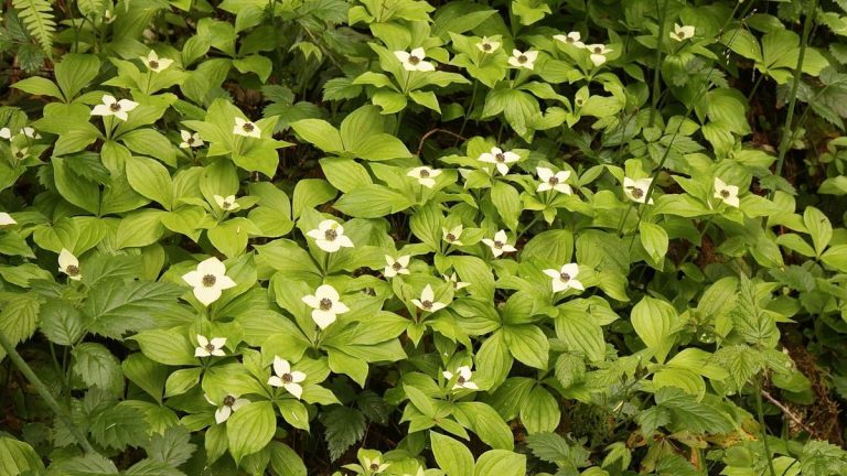 Les meilleures plantes couvre-sol pour arrêter les mauvaises herbes – des options approuvées par des experts pour empêcher les plantes indésirables de pénétrer dans votre jardin