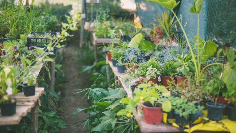 Je suis un jardinier expert et voici les produits dont vous avez besoin pour améliorer votre réussite avec les plantes d'intérieur et d'extérieur