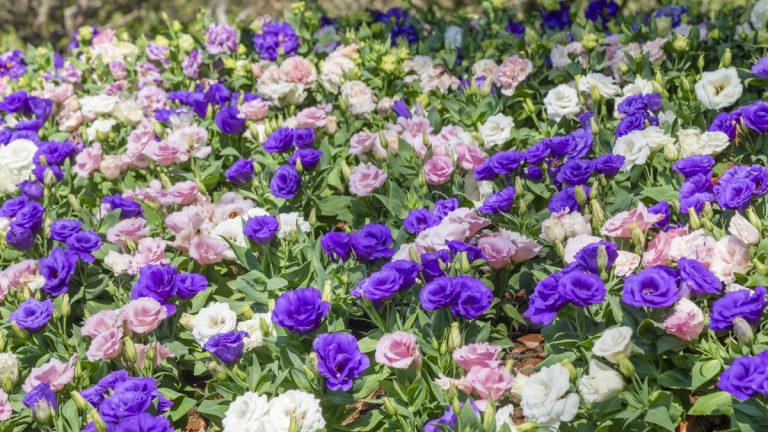 Cette fleur indigène est la préférée des fleuristes et pour une bonne raison : apprenez à cultiver le lisianthus et profitez de floraisons estivales spectaculaires. Cette fleur indigène est la préférée des fleuristes et pour une bonne raison : apprenez à cultiver le lisianthus et profitez de floraisons estivales spectaculaires.