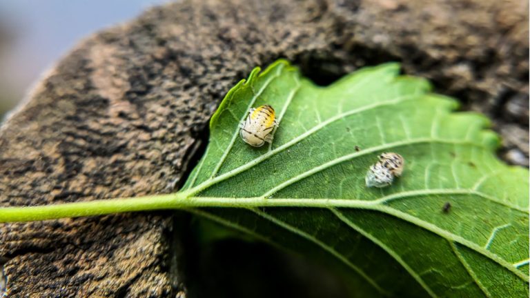 Comment se débarrasser des punaises du kudzu – les experts partagent leurs meilleurs conseils pour éliminer ces mangeurs de plantes de votre jardin Comment se débarrasser des punaises du kudzu – les experts partagent leurs meilleurs conseils pour éliminer ces mangeurs de plantes de votre jardin