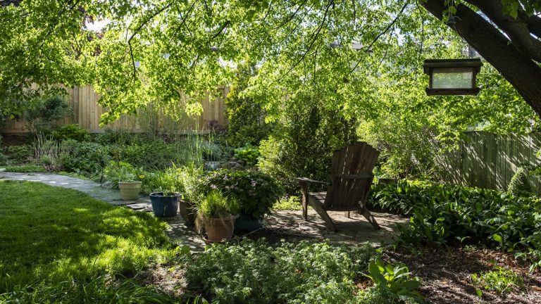 Plantes d’ombre résistantes à la sécheresse – 8 idées pour animer les zones difficiles des jardins secs Plantes d’ombre résistantes à la sécheresse – 8 idées pour animer les zones difficiles des jardins secs