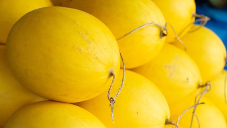 Comment et quand récolter les courges spaghetti – signes de maturité à connaître Comment et quand récolter les courges spaghetti – signes de maturité à connaître