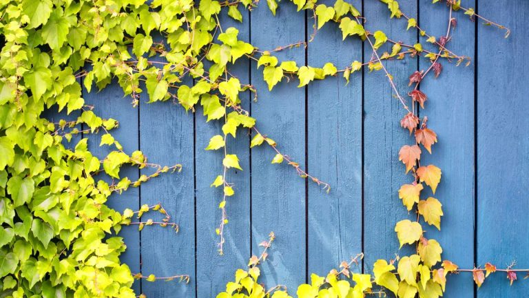 Comment se débarrasser du lierre sur une clôture – les experts partagent 3 étapes pour éliminer définitivement cette plante grimpante tenace Comment se débarrasser du lierre sur une clôture – les experts partagent 3 étapes pour éliminer définitivement cette plante grimpante tenace