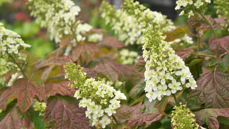 Cet hortensia robuste et résilient prospérera même pendant les mois d’été torrides, et en tant que jardinier, je le recommande vivement Cet hortensia robuste et résilient prospérera même pendant les mois d'été torrides, et en tant que jardinier, je le recommande vivement