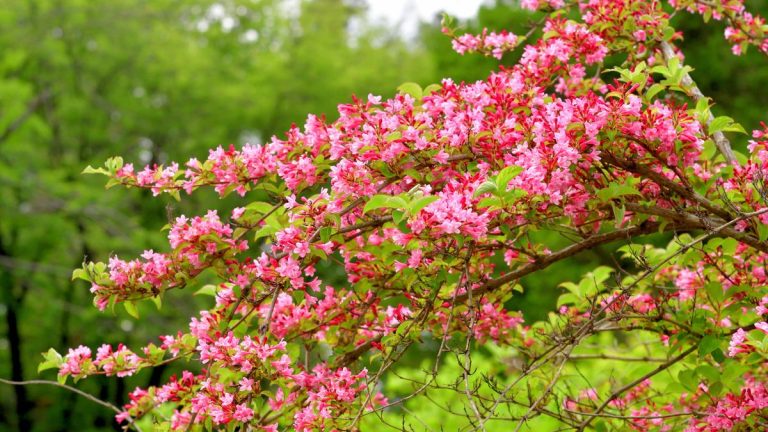 Quand et comment fertiliser le weigela – le timing est essentiel pour nourrir cet arbuste coloré Quand et comment fertiliser le weigela – le timing est essentiel pour nourrir cet arbuste coloré