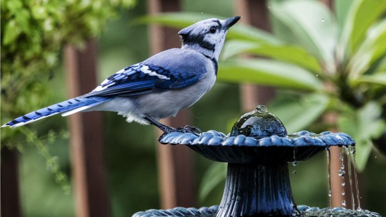 Comment aider les oiseaux du jardin en été – 5 conseils d’experts pour leur fournir de la nourriture et de la sécurité