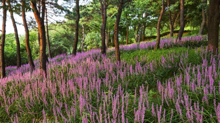 Les meilleures plantes pour arrêter les mauvaises herbes – 6 plantes à feuilles persistantes et vivaces approuvées par des experts pour empêcher les mauvaises herbes de pousser dans vos bordures