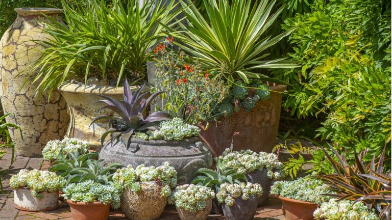 Les meilleures plantes pour une terrasse ensoleillée – 5 plantes en pot qui aiment le soleil