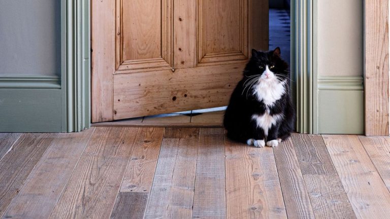 5 façons d’empêcher vos animaux de compagnie de s’échapper par les portes ouvertes de votre maison Cirer les sols est-il une bonne idée ? Les experts expliquent les avantages et les inconvénients