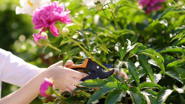 Ce qu’il ne faut pas tailler en été – 8 plantes à ne jamais tailler en haute saison au risque de les perdre à jamais