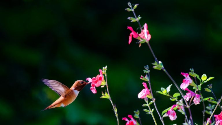 Les caméras pour mangeoires à colibris sont le gadget incontournable de cette année pour la faune sauvage – pour vous aider à capturer des photos professionnelles de ces oiseaux miniatures