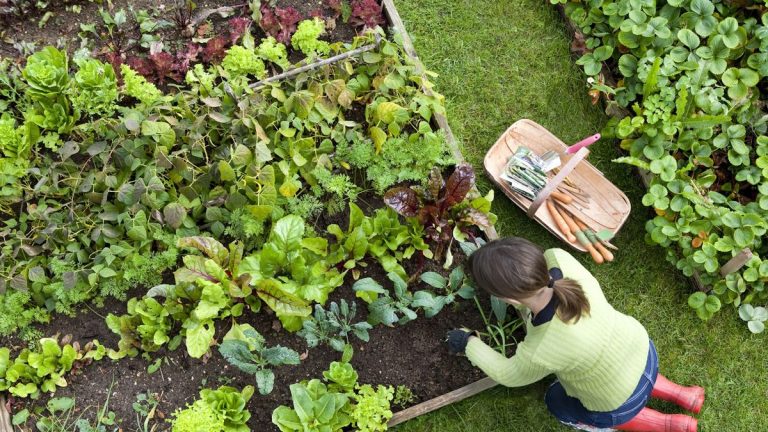 Je suis un expert en jardinage, et même si ce n'est pas un outil, c'est le seul élément dont je ne pourrais pas me passer