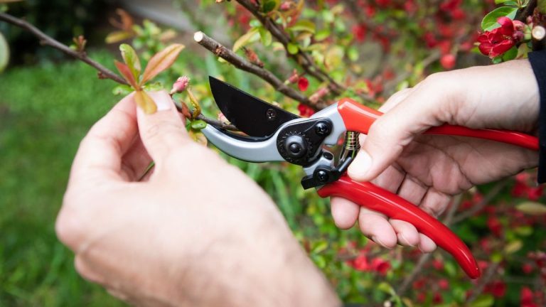 Comment acheter un sécateur – 5 règles d’or d’un testeur de produits pour sécateurs