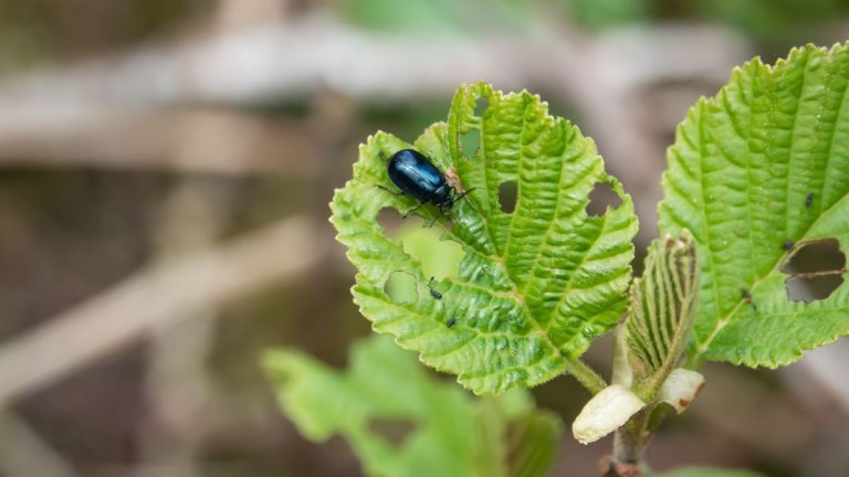 Comment se débarrasser des chrysomèles de l’aulne – 3 façons de protéger vos plantes de ces mangeurs de feuilles Comment se débarrasser des chrysomèles de l’aulne – 3 façons de protéger vos plantes de ces mangeurs de feuilles