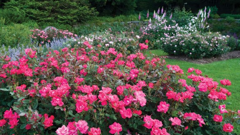 Comment prendre soin des rosiers Knock Out – 5 facteurs clés pour des plantes saines et des fleurs éclatantes Comment prendre soin des rosiers Knock Out – 5 facteurs clés pour des plantes saines et des fleurs éclatantes