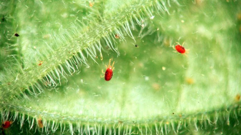 Comment se débarrasser des tétranyques sur les plantes d’intérieur – 5 méthodes expertes Comment se débarrasser des tétranyques sur les plantes d’intérieur – 5 méthodes expertes