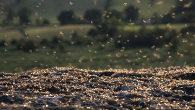 Comment se débarrasser des fourmis volantes – 5 façons de débarrasser votre maison de ces nuisibles ailés Comment se débarrasser des fourmis volantes – 5 façons de débarrasser votre maison de ces nuisibles ailés