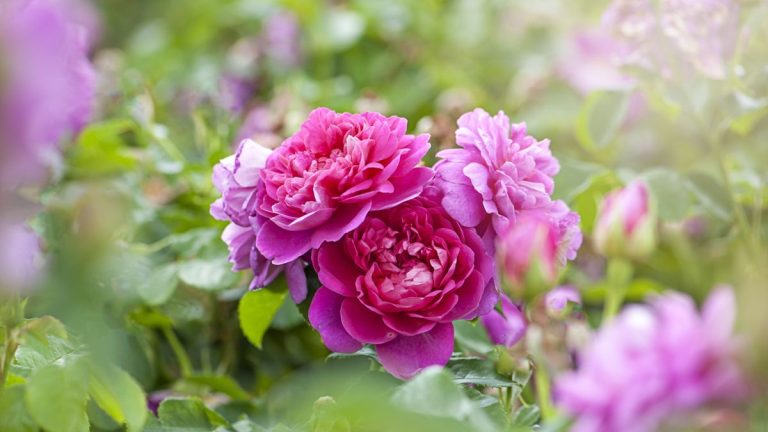 Voici les secrets de la réussite des rosiers en été – les experts en jardinage révèlent comment prendre soin de vos rosiers cette saison Voici les secrets de la réussite des rosiers en été – les experts en jardinage révèlent comment prendre soin de vos rosiers cette saison