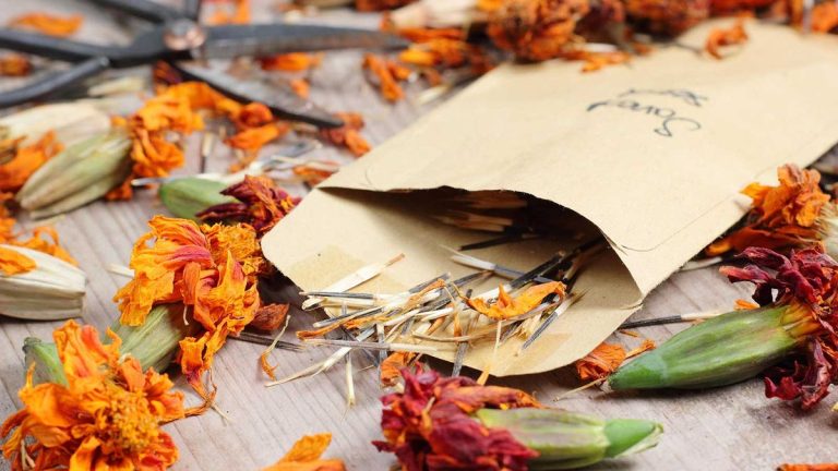 Comment récolter des graines de souci – un guide rapide et facile pour des fleurs fraîches l’année prochaine Comment récolter des graines de souci – un guide rapide et facile pour des fleurs fraîches l’année prochaine