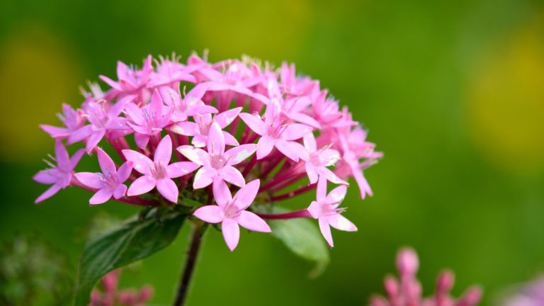 Comment éliminer les fleurs fanées des plantes pentas – pour une exposition encore plus impressionnante de fleurs éclatantes Comment éliminer les fleurs fanées des plantes pentas – pour une exposition encore plus impressionnante de fleurs éclatantes