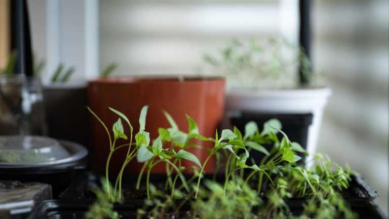 6 légumes que vous pouvez cultiver à l’intérieur si vous n’avez pas de jardin 6 légumes que vous pouvez cultiver à l'intérieur si vous n'avez pas de jardin